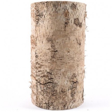 TRONCO DI BETULLA NATURALE GRANDE
