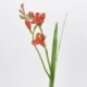 FREESIA X 2 60CM ARANCIO  - DS 06214 04