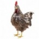GALLINA 27X20X35CM  - DS 27735