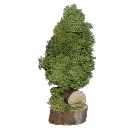 BLISTER CASTELLOTTO ALBERO CM16 - FM2147